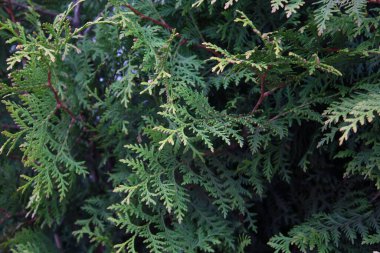 Ormanda yeşil thuja dalları