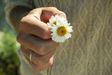 Papatya çiçeği yaklaş