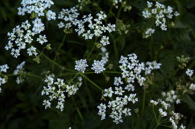 Yeşil yapraklı beyaz çiçekler.
