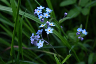 Ormandaki yeşil çimenlikteki Unutma beni çiçekleri
