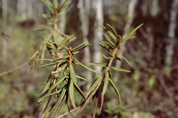 Green plant with thin leaves in the forest