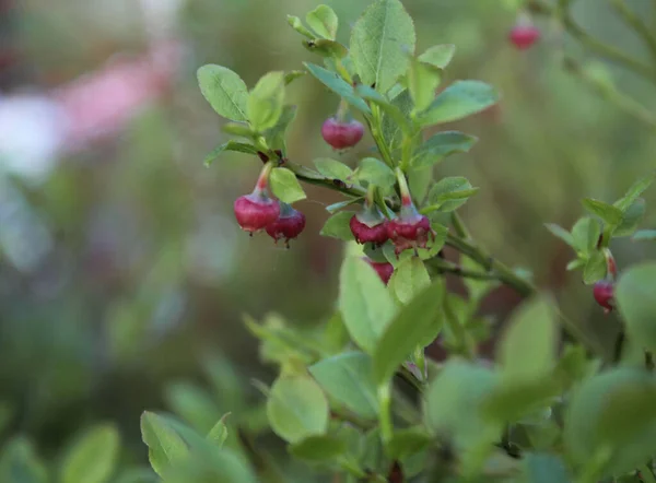 Bleuets Non Mûrs Sur Buisson Avec Des Baies Rouges Non — Photo