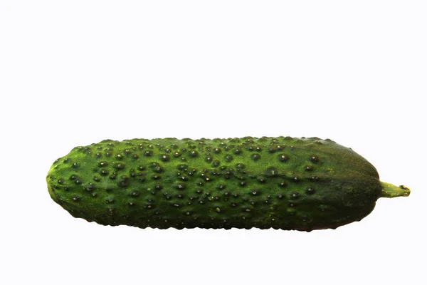 Beyaz arka planda kısa meyveli yeşil salatalık.