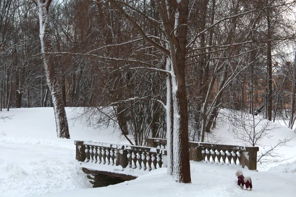 Kanalda kışın çıplak ağaçların arkasına uzanan köprü.