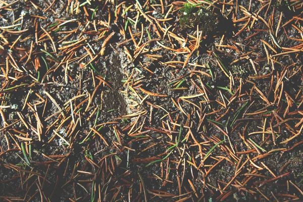 Texture Red Autumn Fallen Larch Needles — Stock Photo, Image