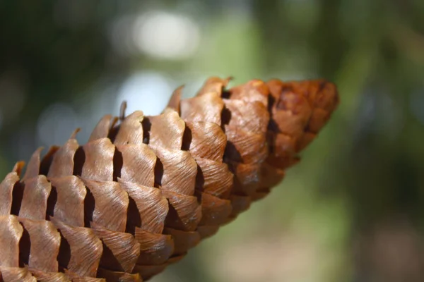 Köknar konisi kapat
