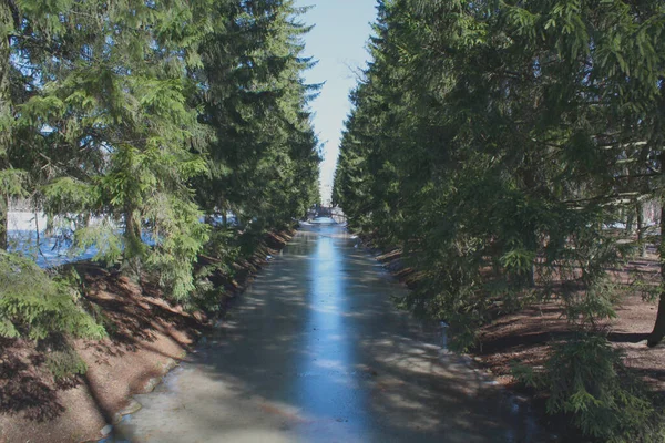 Açık bir bahar gününde parkta Noel ağaçları tarafından çerçevelenmiş donmuş su kanalı.