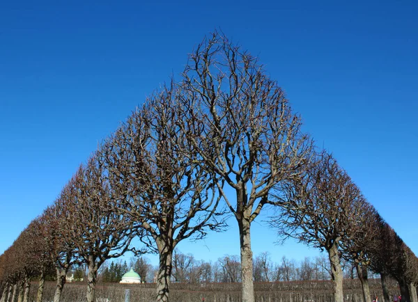 Kışın yaprakları olmayan bir ağacın dalları açık mavi gökyüzüne karşı