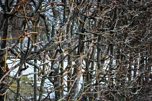 冬季没有叶子的一丛丛光秃秃的灌木 — 图库照片