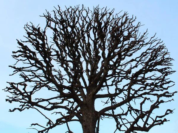 Kışın yaprakları olmayan bir ağacın dalları açık mavi gökyüzüne karşı