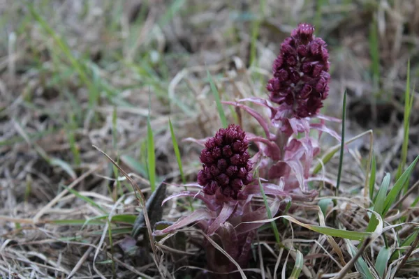 Ormanda yeşil yapraklı Burgundy çiçekleri