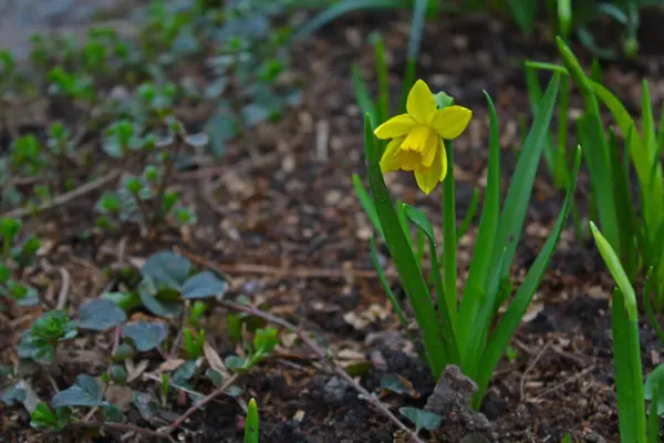 Ormanda yeşil yapraklı sarı nergis çiçeği