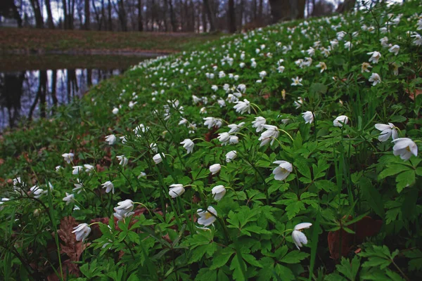Fehér Hóvirág Tavasszal Virágzik — Stock Fotó