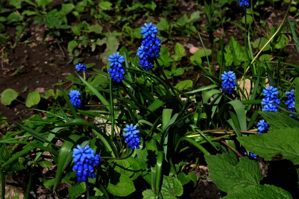 Yeşil Yapraklar Çimenler Üzerinde Parlak Mavi Çiçekler — Stok fotoğraf