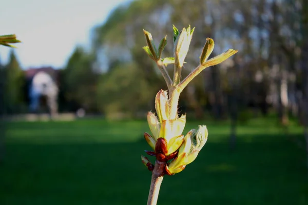 Parlak yeşil ağaç tomurcukları baharda çiçek açar.