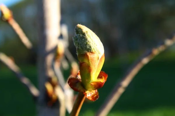 Parlak yeşil ağaç tomurcukları baharda çiçek açar.