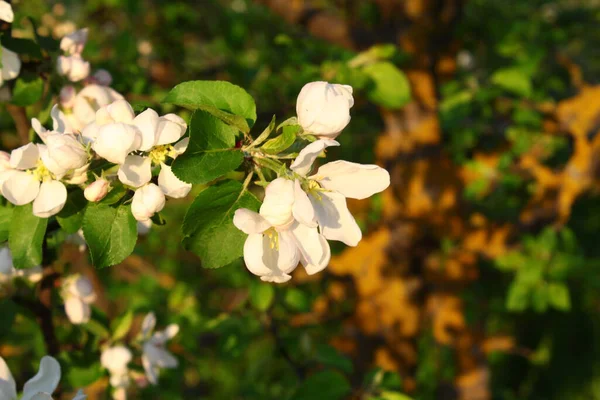 Çiçek açan elma ağacının yeşil yapraklı beyaz çiçeği.