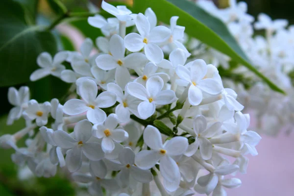 Yeşil yapraklı beyaz leylak çiçekleri