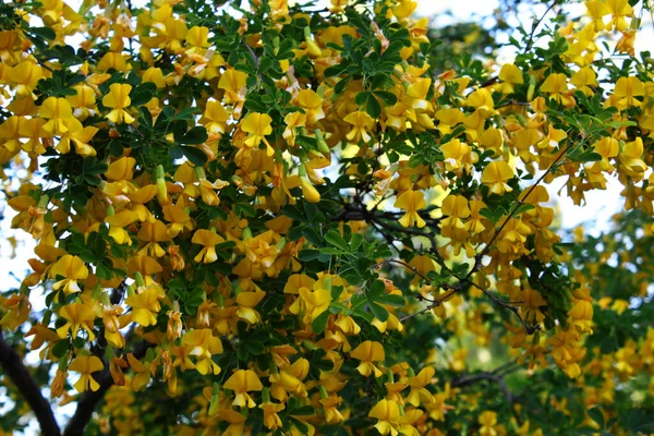 Żółte Kwiaty Tle Zielonej Trawy Lesie — Zdjęcie stockowe