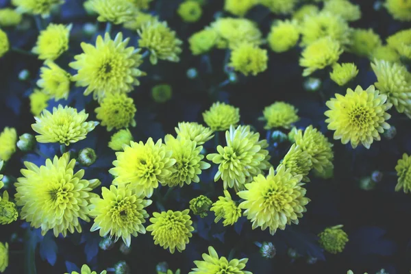 Желтые Хризантемы Зеленой Листве Крупным Планом — стоковое фото