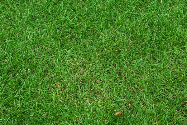 Background from green grass. Field. Close-up