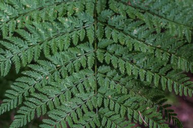 Simetrik yeşil eğrelti otu yaprağı. Çiçek süsü, desen