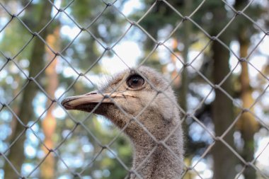 Devekuşları uçamayan büyük kuşlardır.