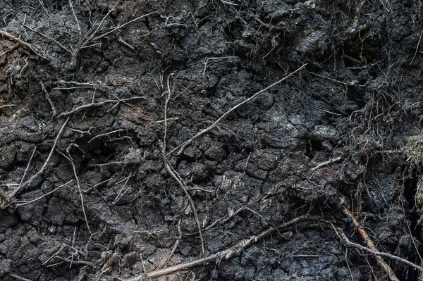 Czarna Ziemia Gleba Gleba Korzeniami — Zdjęcie stockowe