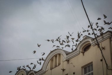 Kuşlar antik bir binanın çatısından havalanır.