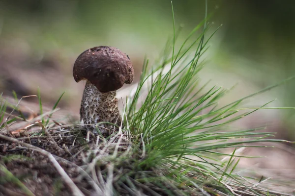 Ormanda gri saplı ve kahverengi şapkalı küçük boletus mantarı