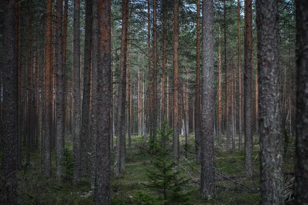 Majestätische Schlanke Kiefern Wald Pinery — Stockfoto