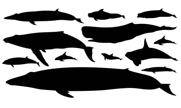 Illustration Silhouette Animaux Marins Mammifères — Image vectorielle