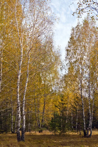 Abedul Pino Joven Otoño Día Soleado — Foto de Stock