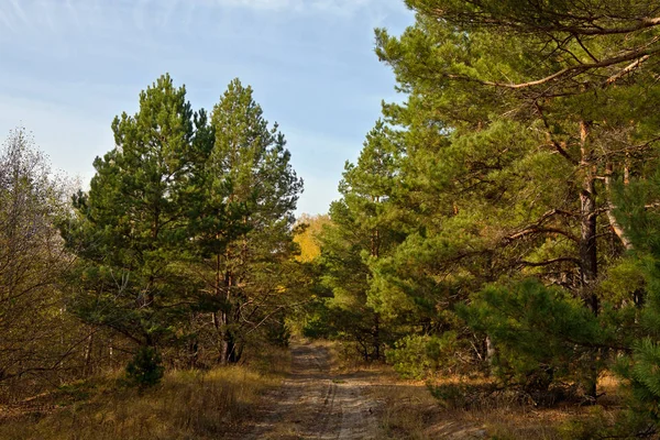 Dirt Road Pine Forest Fine Autumn Day — Stock Photo, Image
