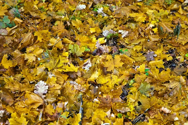 Hodně Suché Žluté Javorového Listí Zemi — Stock fotografie