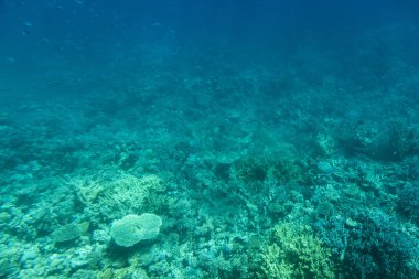 Egipt Hurghada rafa koralowa