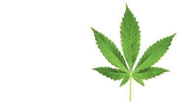 Kenevir (esrar)-beyaz yeşil yaprak-stok görüntü bitki, esrar bitki, esrar-bitkisel esrar, yaprak, Cut Out