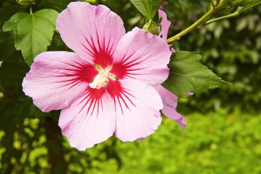 çiçek ebegümeci suriye odunsu pembe