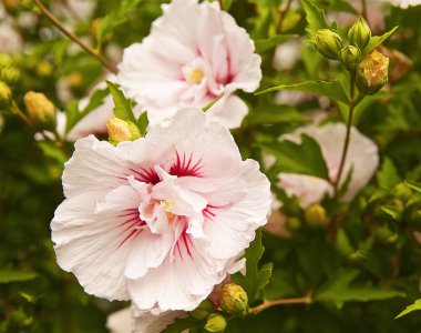 çiçek ebegümeci suriye odunsu beyaz