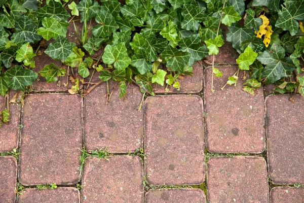 Vegetatie Bruin Bestrating Platen Een Verzorgde Tuin — Stockfoto