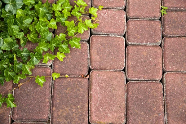 Vegetatie Bruin Bestrating Platen Een Verzorgde Tuin — Stockfoto