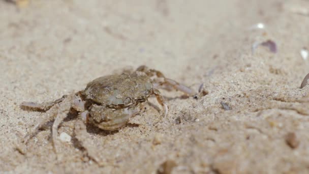 Crab on the beach opens his mouth — Stock Video