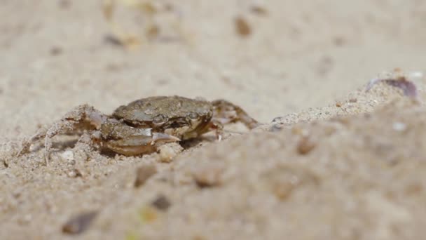 Crab on the beach funny opens his mouth — Stock Video