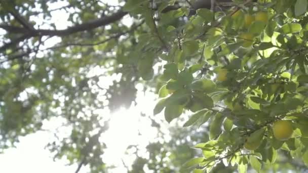 A womans hand takes a ripe fruit from a tree on a sunny day — Stock Video