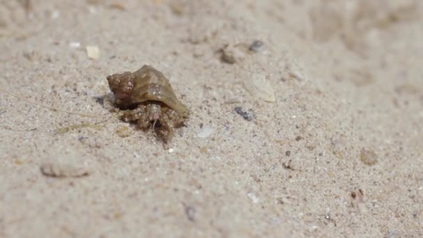 Shellfish explora sus alrededores en una playa de arena — Vídeos de Stock