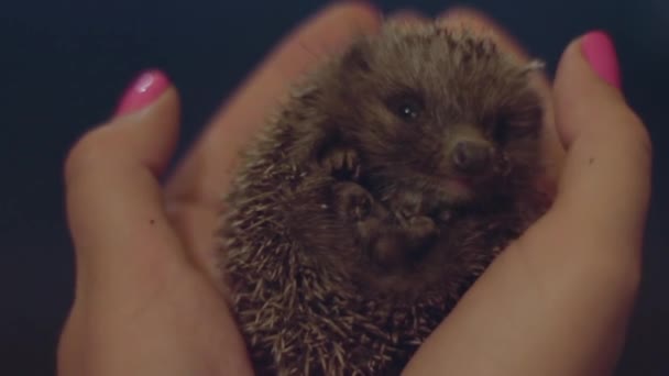 Een kleine egel op womens palmen — Stockvideo