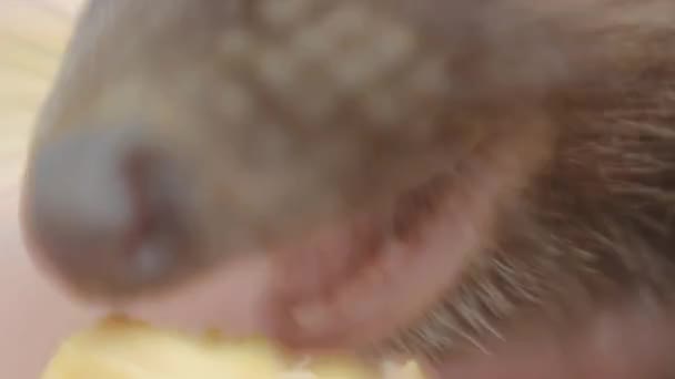 Μικροσκοπικό σκαντζόχοιρος τρώει κρέας στην μακροεντολή παλάμες γυναικών — Αρχείο Βίντεο