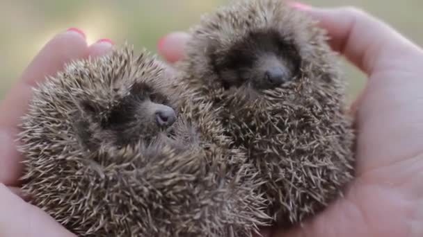 Two small hedgehogs on womens palms — Stock Video