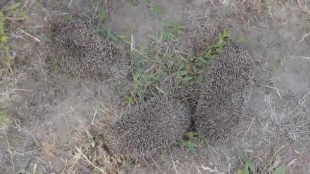 Top view of three tiny hedgehogs on a sunny meadow — Stock Video
