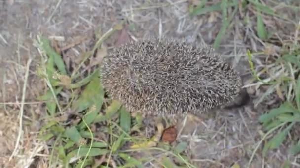 Tiny hedgehog on meadow is looking for something — Stock Video